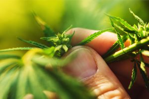 hand examining weed