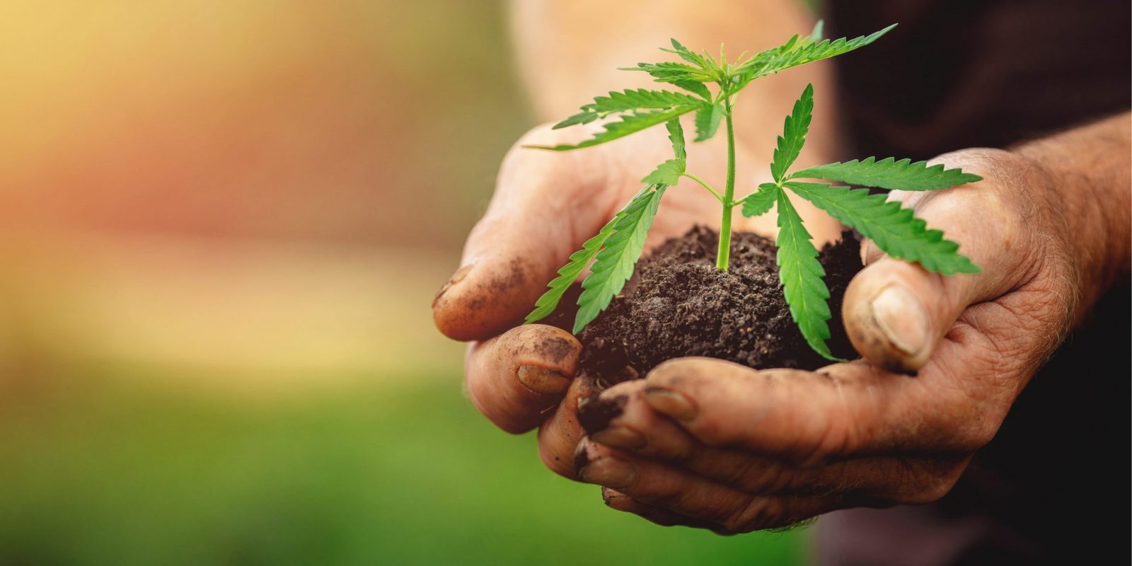 Newly grown cannabis plant