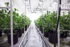 cannabis plants growing inside
