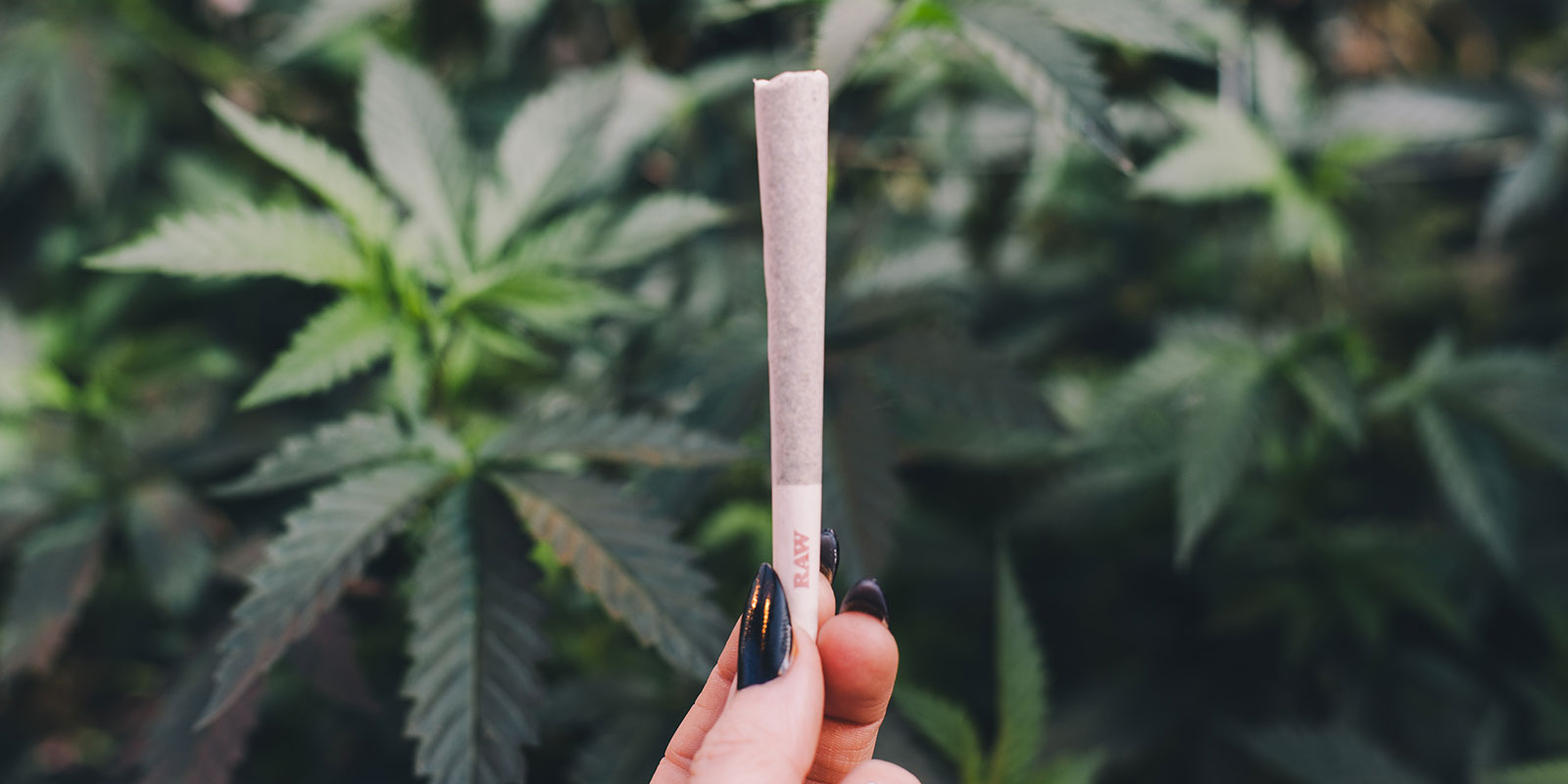 a cannabis joint being held in one hand