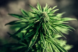 one cannabis plant that is Strongest Cannabis Strains