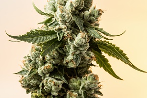 a single cannabis plant indica strand