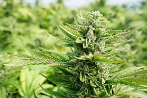 weed plant growing with the Strongest Cannabis Strains