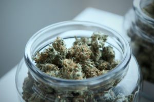 jar contains cannabis that will be used in pre-rolled blunts