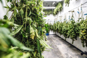 rows of cannabis plants are hunged before they are sold and be used in edibles or other products