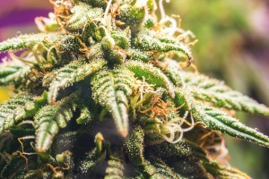 cannabis flower being used for cannabis resin