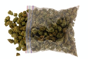 cannabis flower being stored in a bag