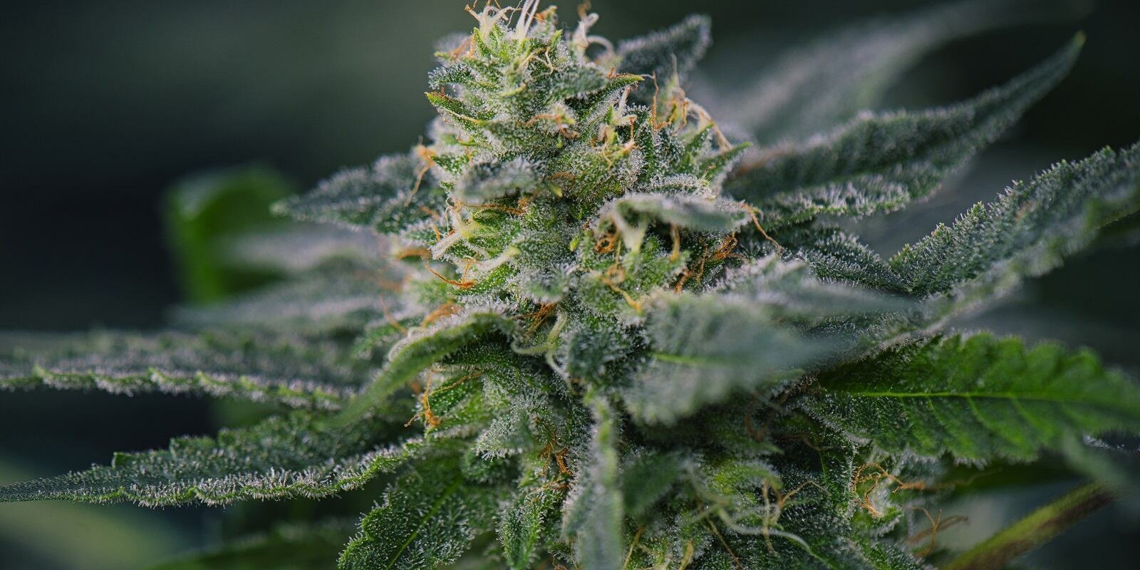 A Cannabis Flower Closeup Shot