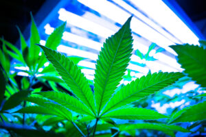 cannabis flower grows under the fluorescent light