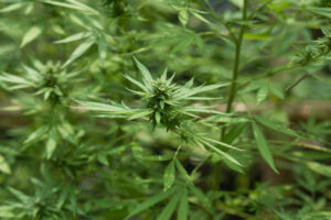 cannabis flower in the field is still growing