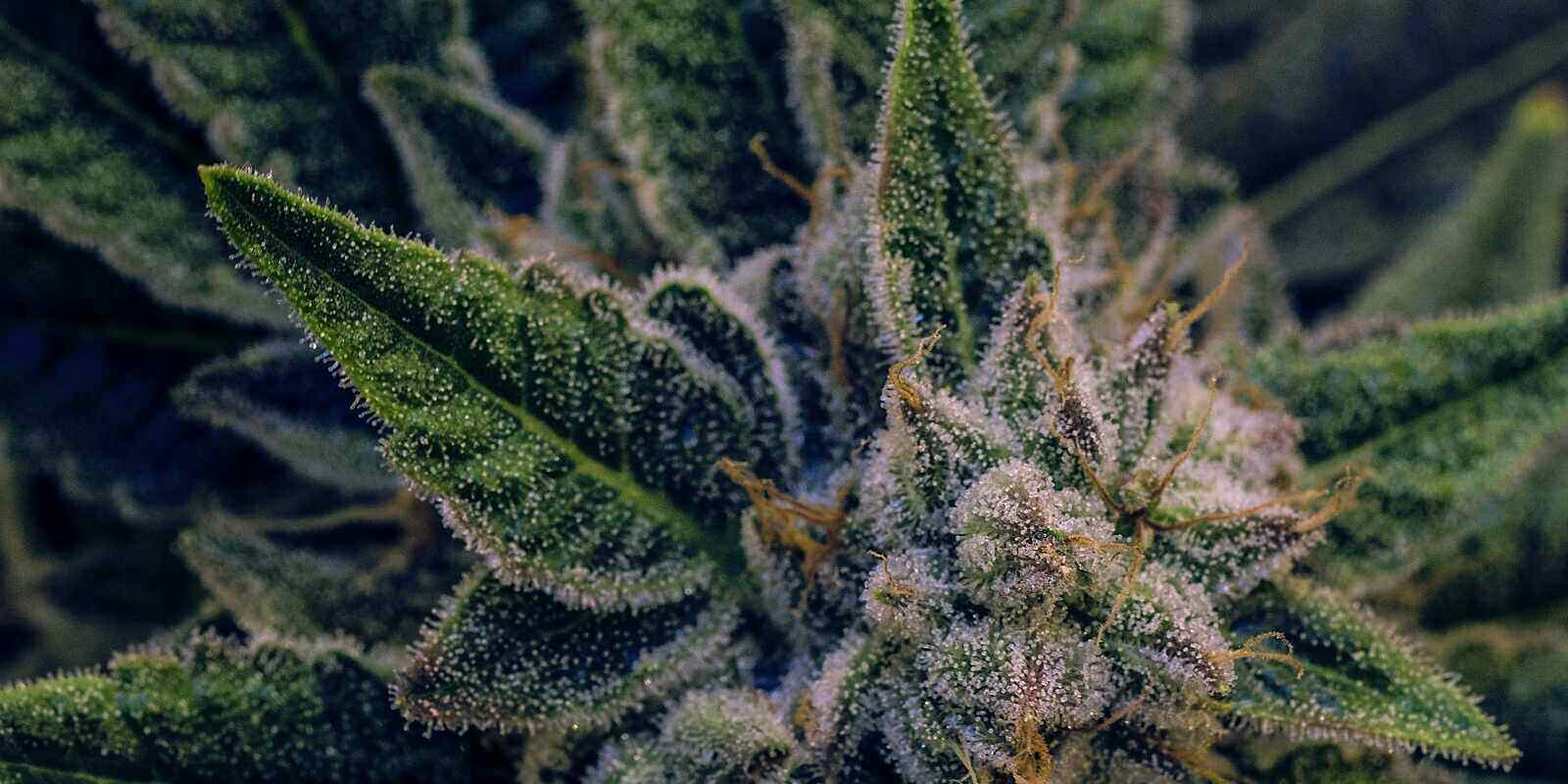 anatomy of cannabis flower- live cannabis plant macro bud shot