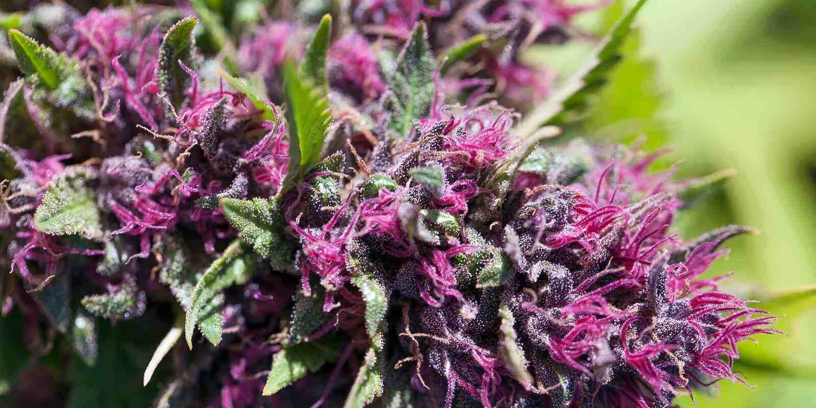 beautiful pink cannabis flower
