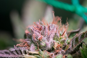 cannabis rado by karma genetics with cannabis flower effects