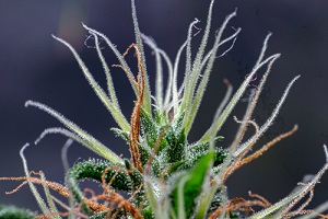 cannabis sativa trichomes macro photo of plant anatomy of cannabis flower