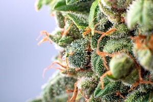 cannabis trichomes macro photo of plant marijuana bud health with cannabis flower effects