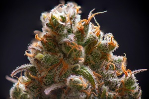 macro detail of anatomy of cannabis flower