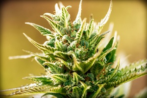 vignette of small marijuana bud with cannabis flower effects