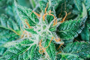 beautiful medical Flower Cannabis macro marijuana plant in greenhouse
