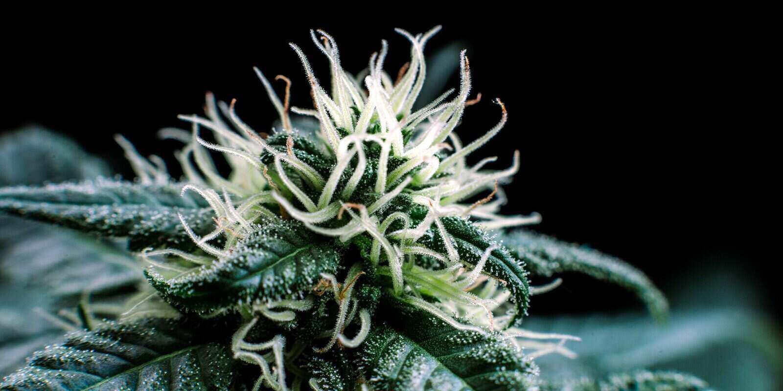 bud cannabis plant flowering when growing marijuana