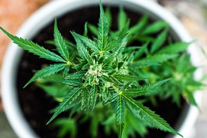 Flower Cannabis sativa marihuana medical cbd oils