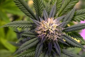 fresh growing Flower Cannabis