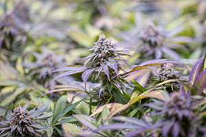 Purple kush for Marijuana Strains