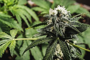 mature medical cannabis