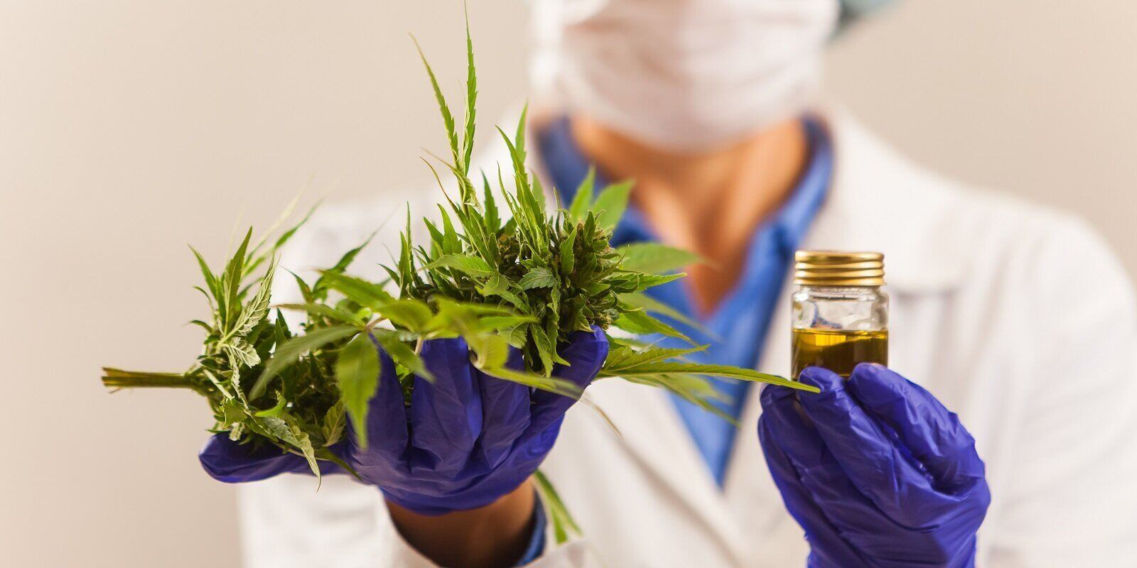 doctor hand hold and offer to patient medical marijuana and oil