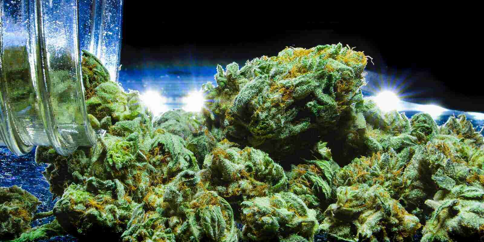 nugs of weed marijuana purple