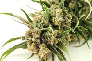 blue dream cannabis strain flower