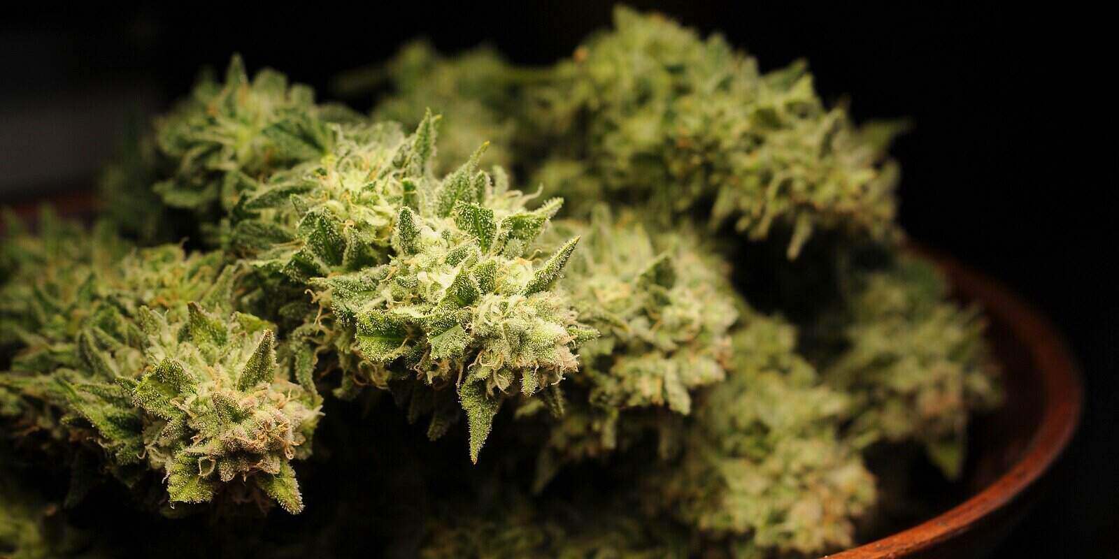 natural marijuana flowers closeup