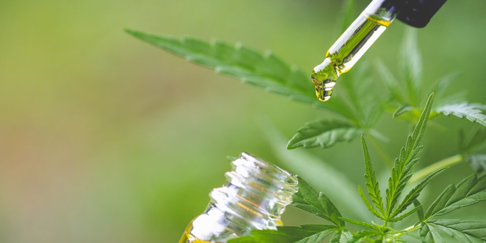 hand holding bottle of cannabis oil in pipette