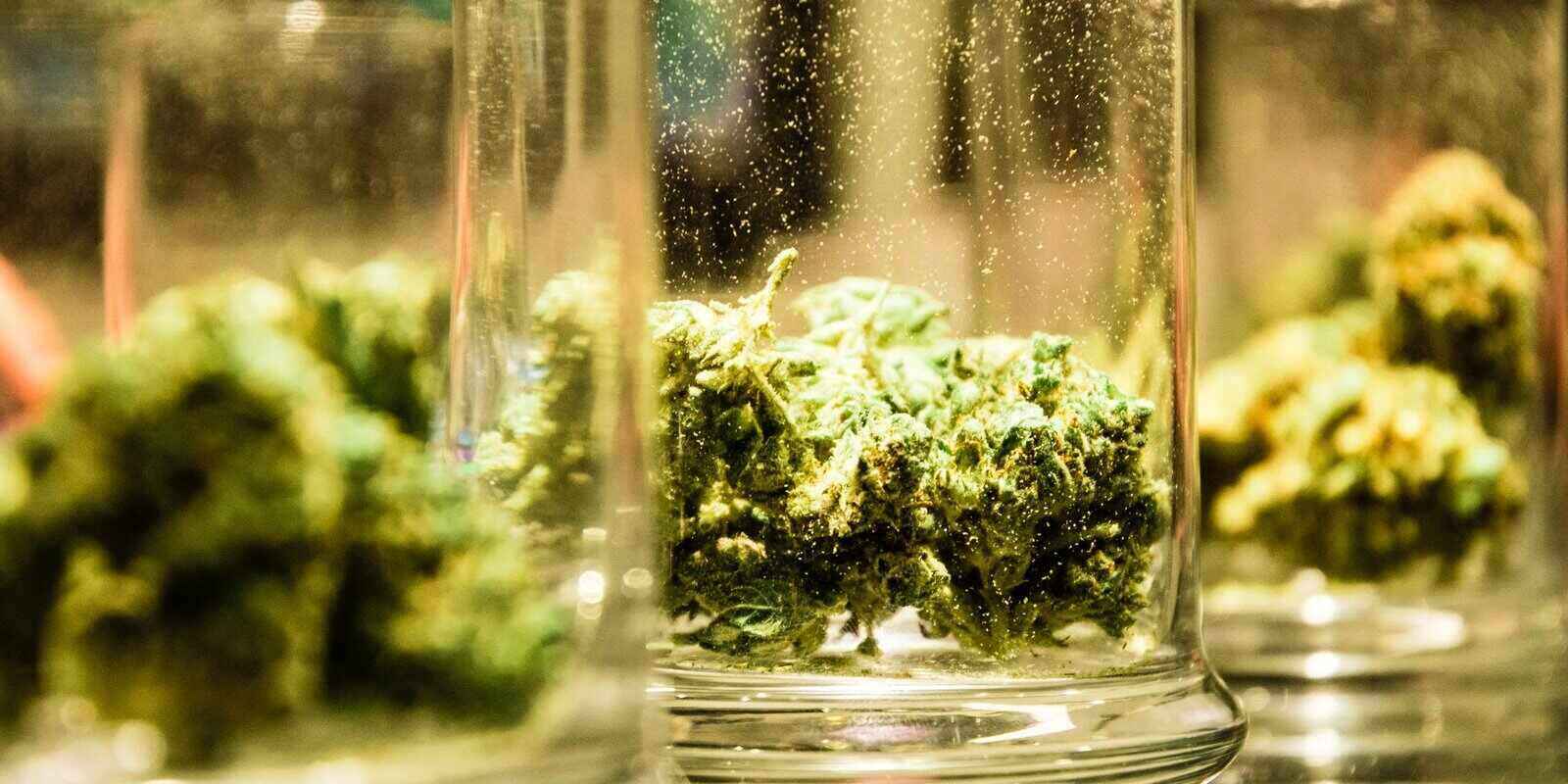 marijuana buds