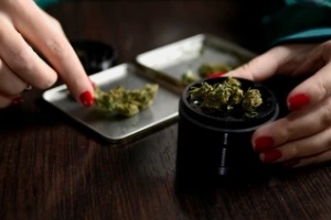 women hand putting cannabis in weed grinder