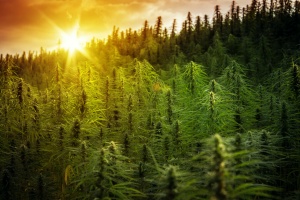 cannabis plants at sunset