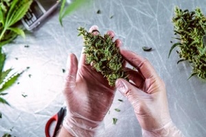 man-holding-cannabis-strain-in-hand