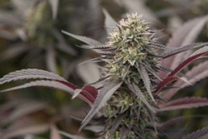 purple-punch-cannabis-strain-flower
