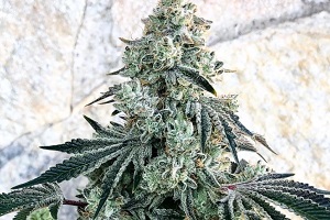 bonkers marijuana strain plant