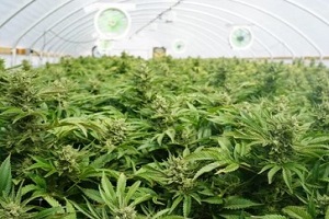 greenhouse marijuana farm