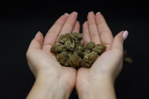 Cannabis Strain held in hand by woman
