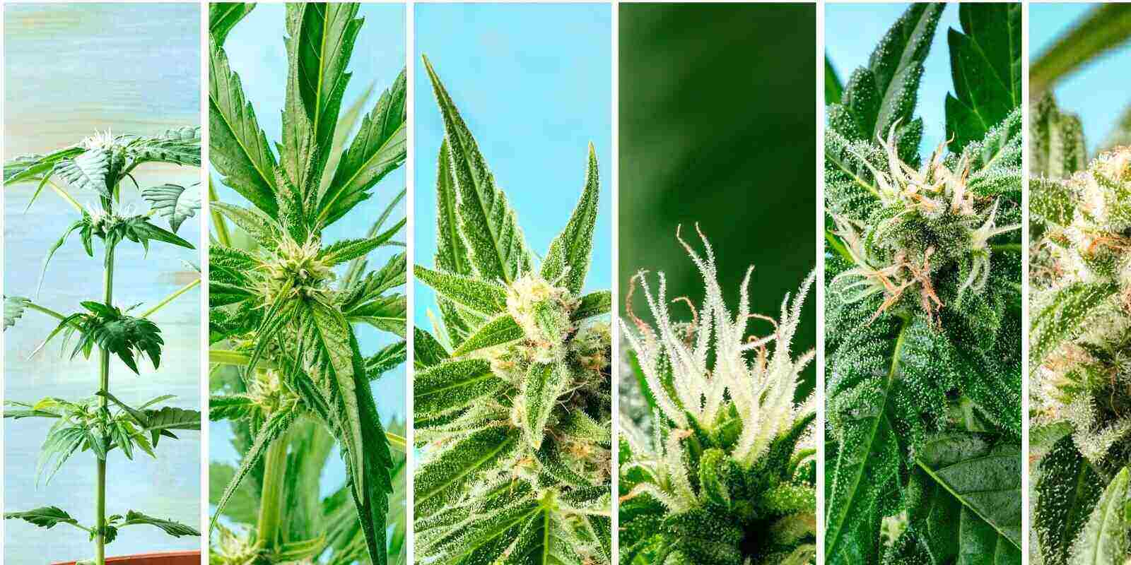 cannabis plant budding