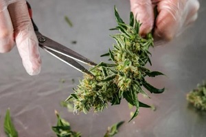 man trimming cannabis flwoer