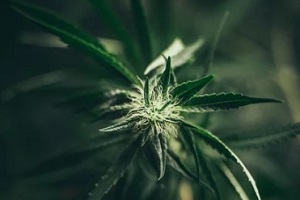 budding cannabis flower