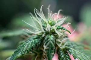 budding cannabis plant