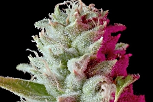 cannabis flower