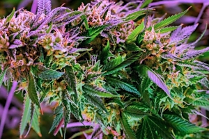 cannabis buds up close
