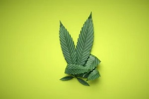 cannabis leaf in victory sign