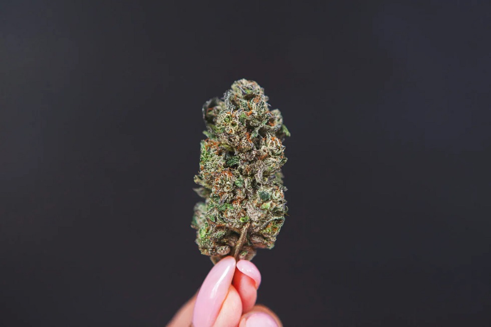 large gelato cannabis strain bud