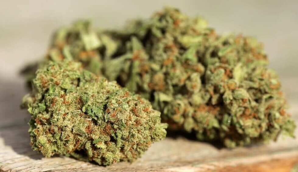 cannabis bud in Boston, MA