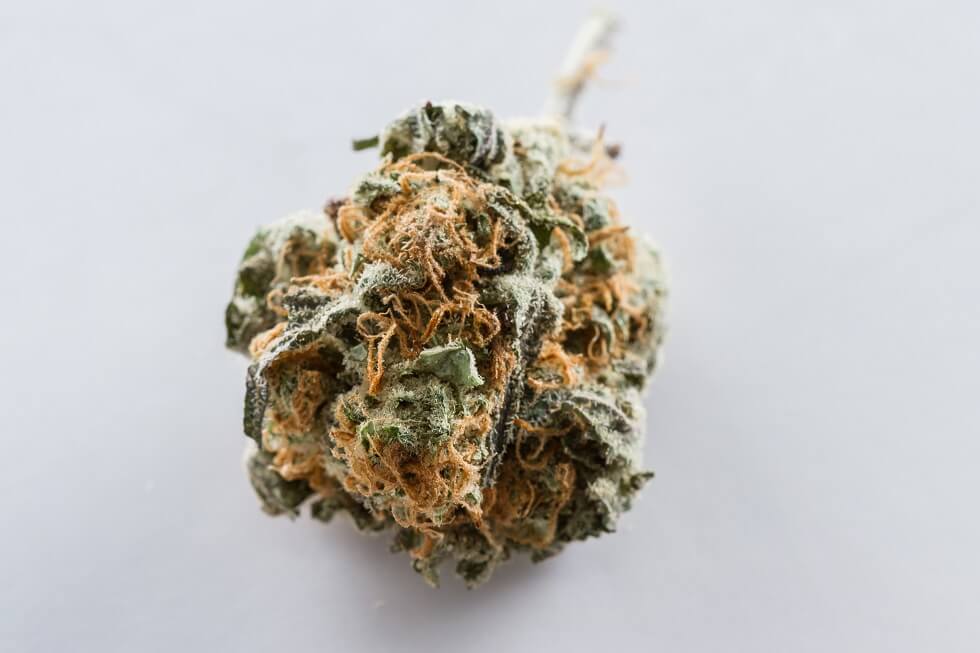 cannabis indica bud